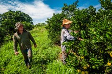 agriculture-brazil.jpg