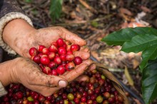 Coffee beans