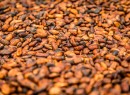 cocoa beans.jpg