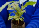 Tree planting Kenya hands 150 x 226 .jpg